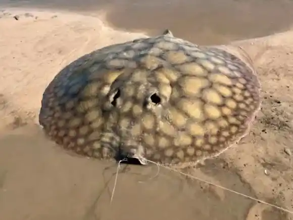 Tres horas de lucha en kayak para capturar una raya gigante en el arroyo Feliciano