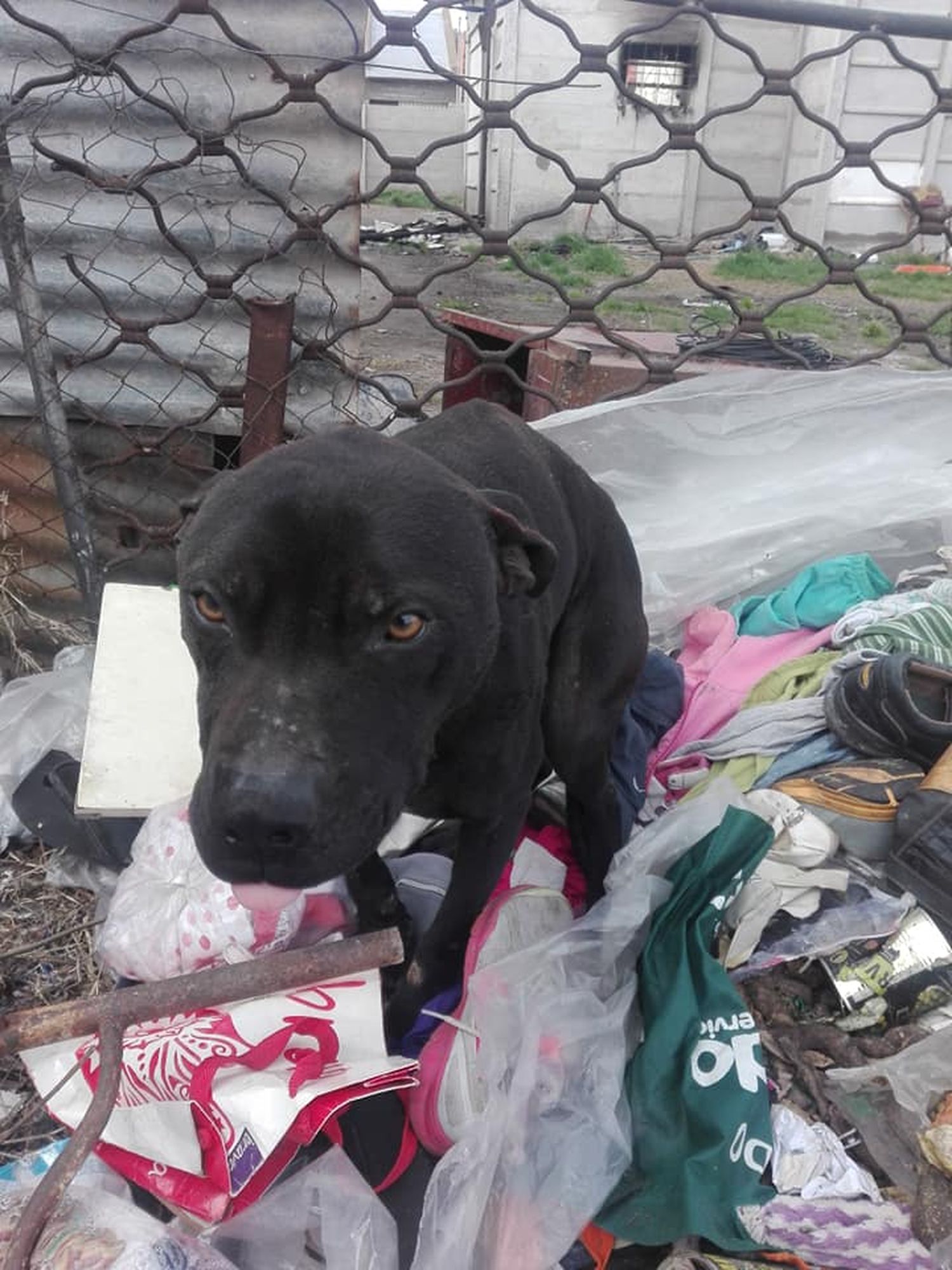 Un perro sufrió heridas luego de que se incendiara la casa en la que lo abandonaron