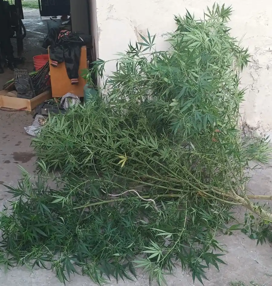 Murphy: secuestraron dos plantas de marihuana