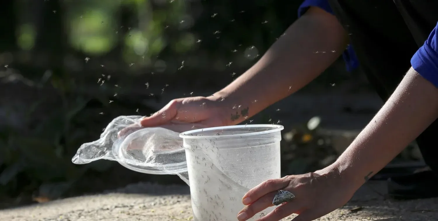 “El ciclo del mosquito Aedes aegypti se detiene por debajo de los 11 o 12 grados, pero nosotros en otoño-invierno tenemos muy pocos días con temperaturas tan bajas, y que encima no son continuos”, explicaron.