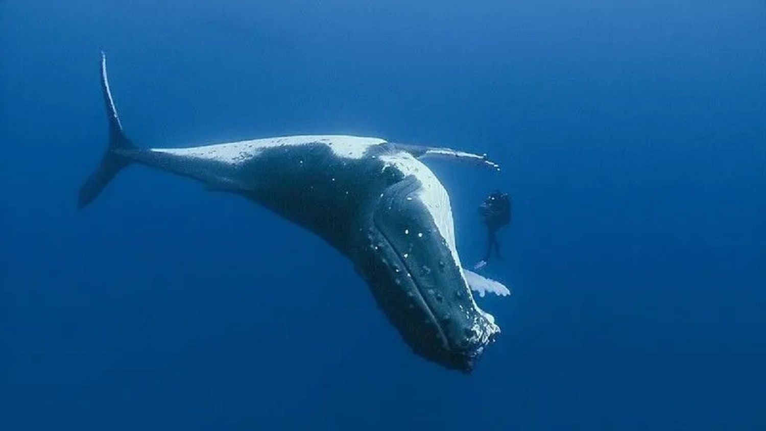 ¡AL PARECER ESTÁ HERIDA! AVISTAN ballena jorobada en Morrocoy