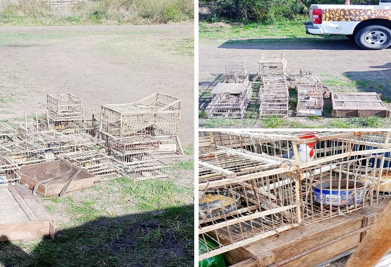 Secuestran tramperas con aves autóctonas y proceden a su liberación