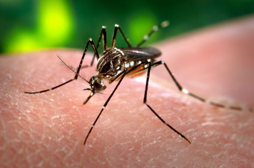 Dengue: prevenir antes de viajar