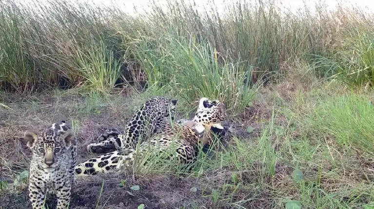cachorros de Yaguareté - Parque Nacional Iberá