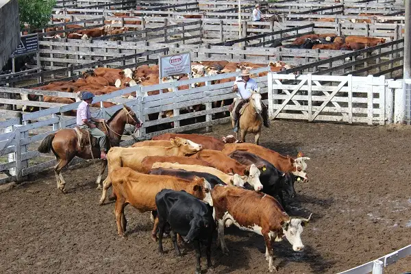 Ganadería: Leve alza en el precio de la hacienda