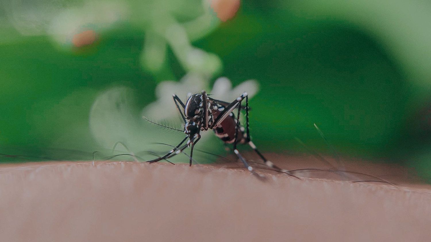 Dengue en Rosario: detectaron el primer caso de la temporada