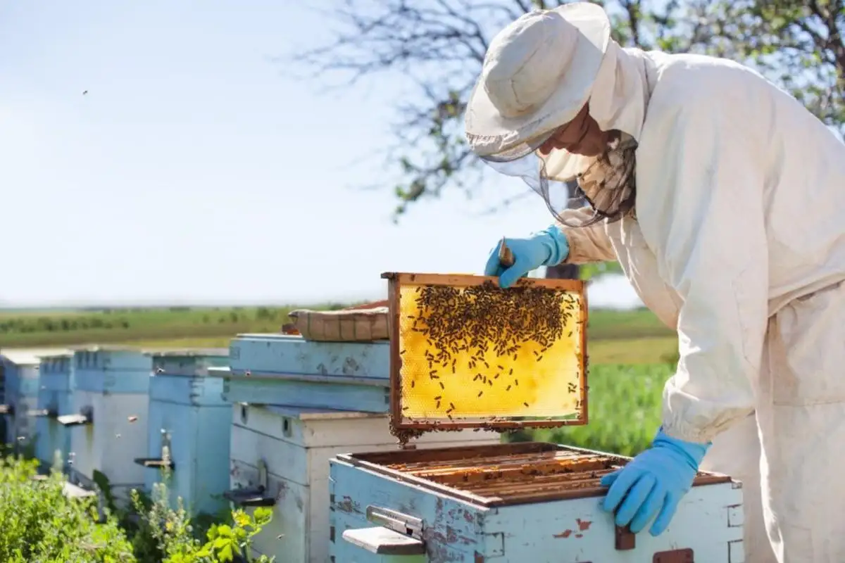 Abejas y carinata: Una alianza “bio” que dispara hasta 37% los rindes y abre una nueva integración