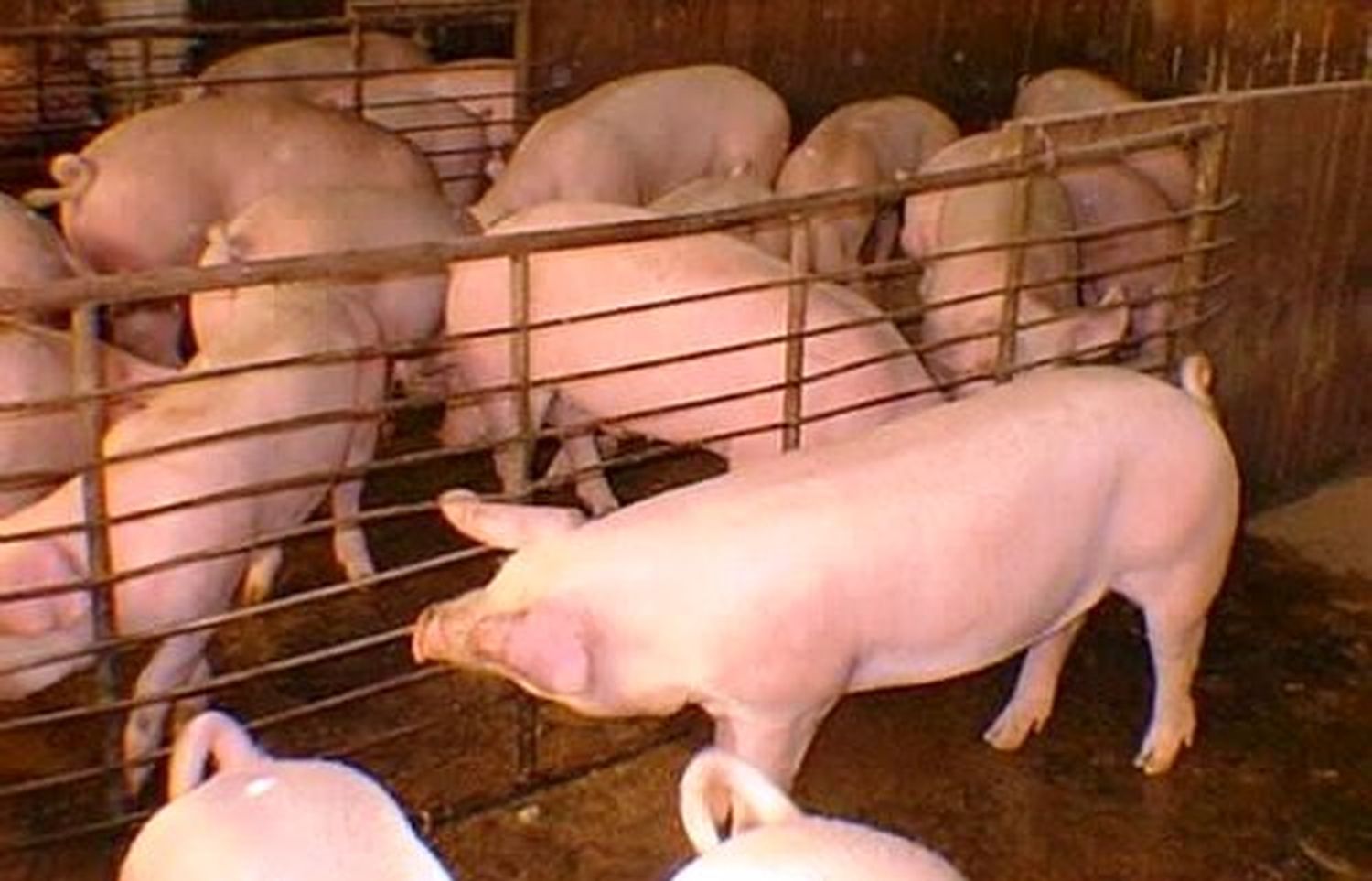 Alerta por triquinosis: Confirman 50 casos en Pehuajó