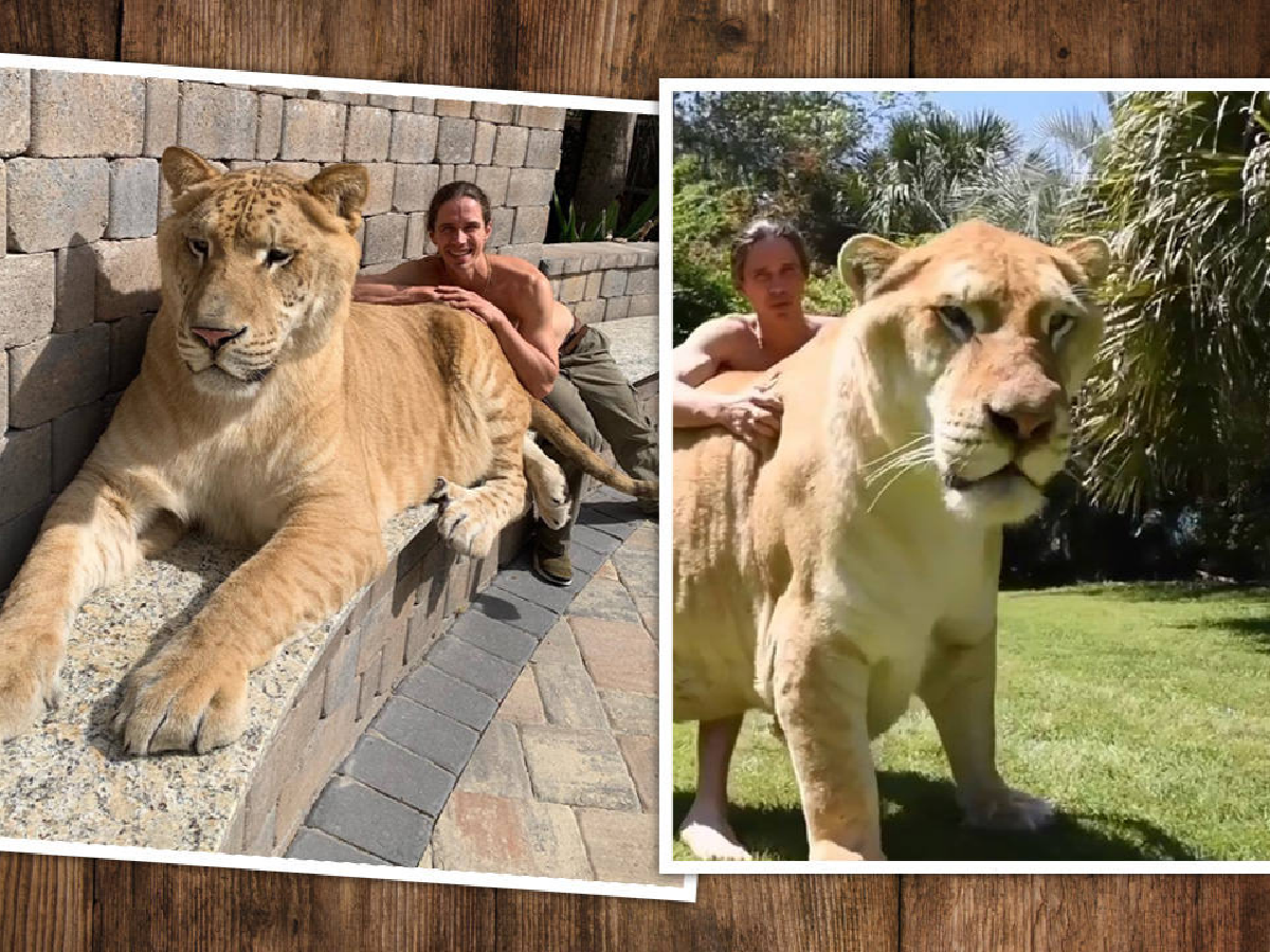 El híbrido entre león y tigresa que asombra por su tamaño