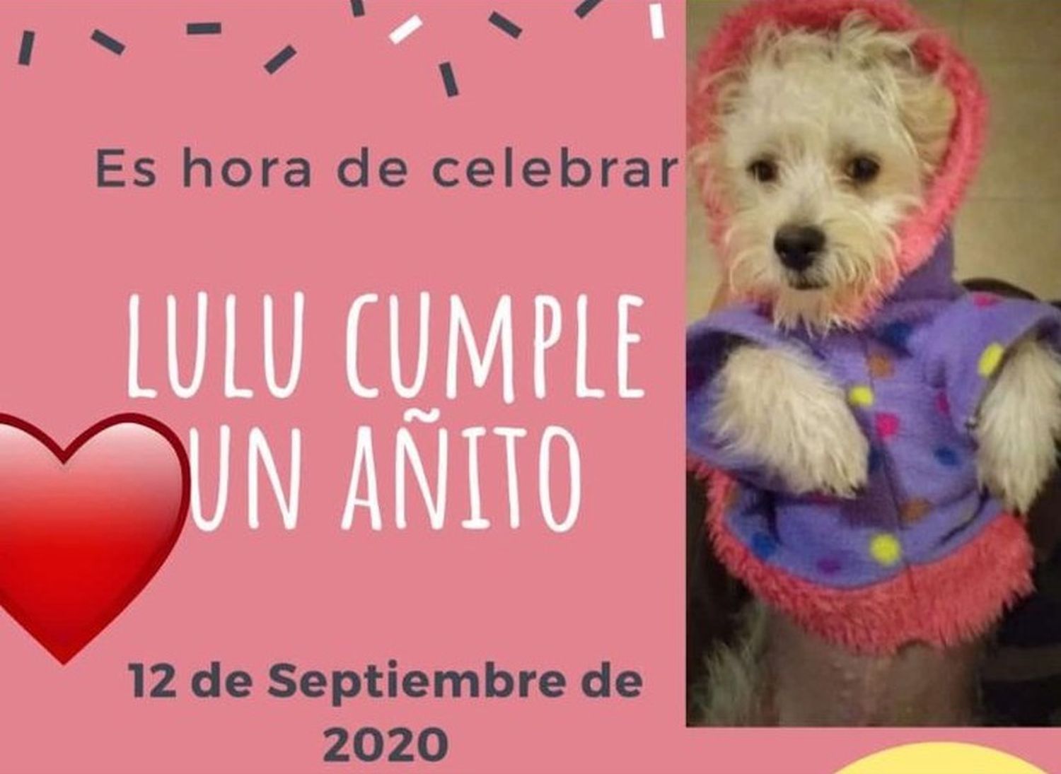 Apartaron a una funcionaria que habría festejado el cumpleaños para su perro en cuarentena