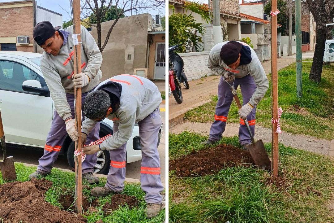 Plan de forestación 2025: comenzó la plantación de árboles en distintos sectores de la ciudad