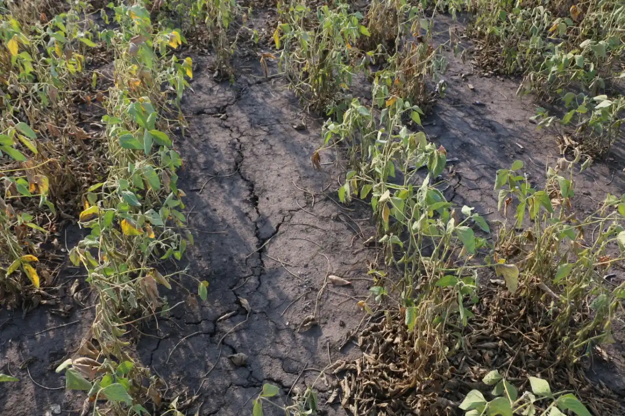 Productores de Gualeguaychú pidieron la Emergencia Agropecuaria