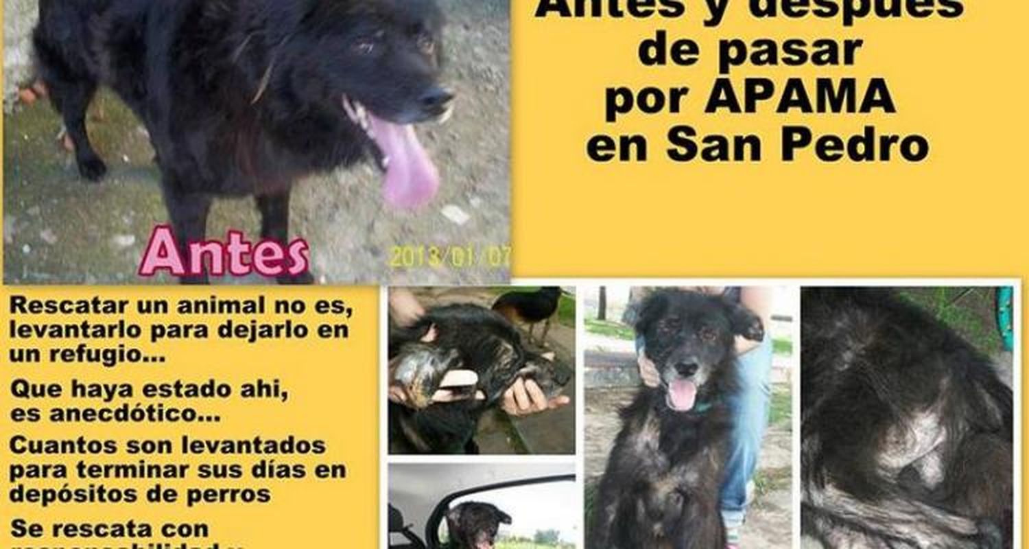 Denunciaron penalmente a los titulares  de A.P.A.M.A. y pidieron su desplazamiento