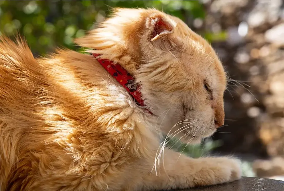 Una isla de Grecia ofrece alojamiento gratuito a cambio de cuidar gatos durante un mes