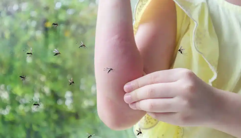 Alerta por la presencia del “mosquito de la inundación o plaga”, más agresivo y con notables hábitos de cría