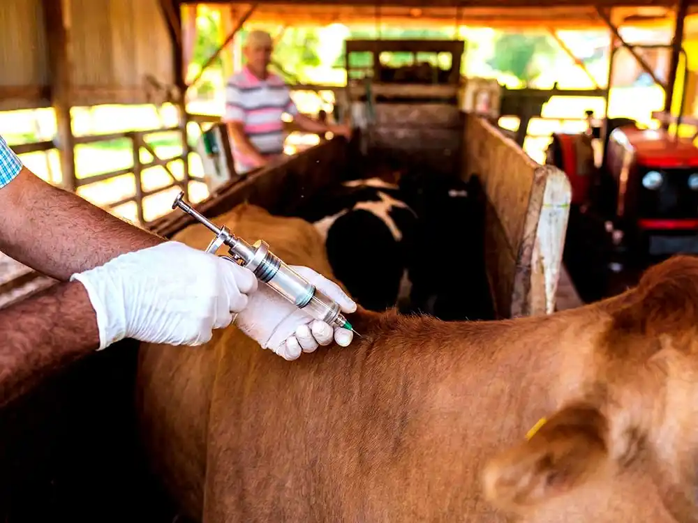 Vacunación antiaftosa: La Federación Agraria no quiere cambios y defiende a los entes sanitarios actuales