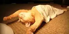 Sueños