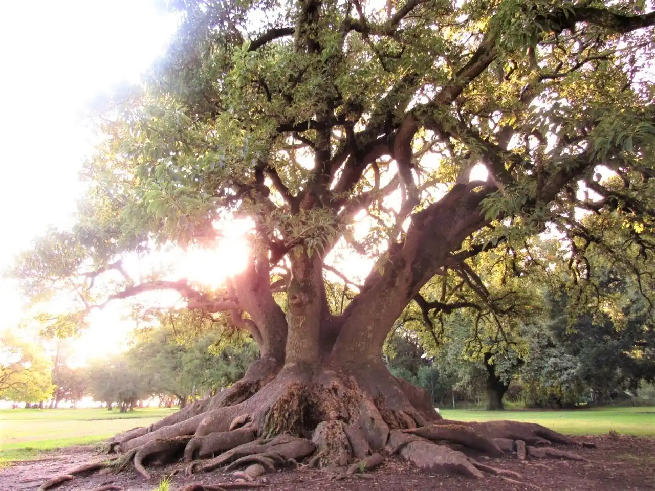 Plantas nativas bonaerenses: belleza, medicina y peligro de extinción