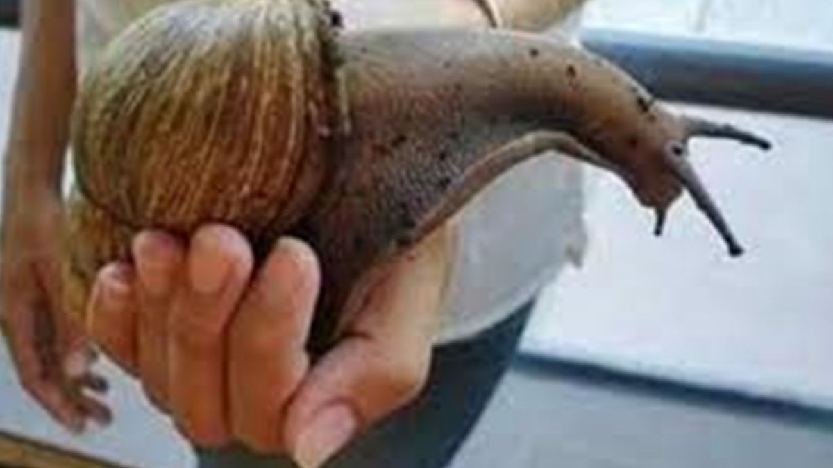 Alerta en Florida por una plaga de caracoles gigantes que transmite meningitis