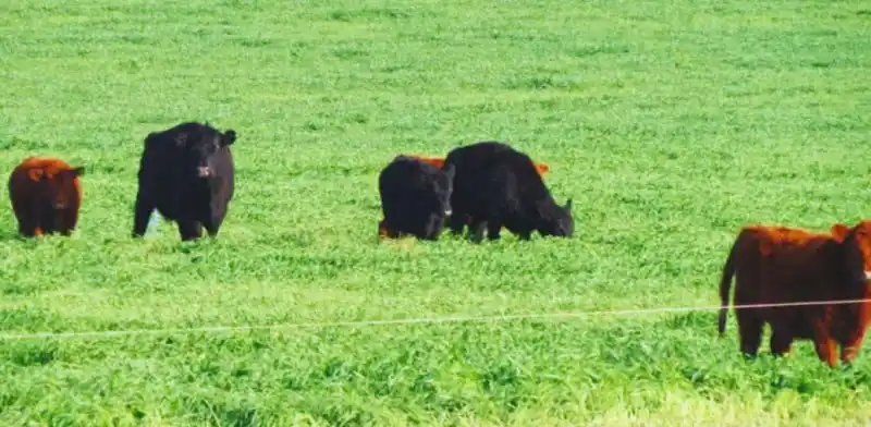 Presentan una nueva avena que se adapta bien a diversos ambientes