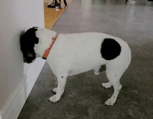 La inusual postura de una mascota que demanda una visita al veterinario