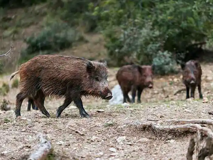 Alerta en Vela: un jabalí salvaje dio positivo de triquinosis
