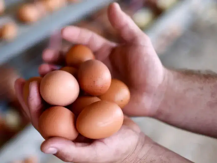 Récord en exportación de huevos con 333 toneladas enviadas de Argentina a Europa.