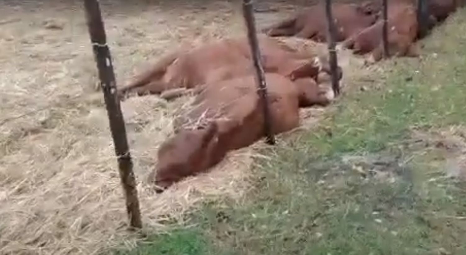 Video captura el momento exacto del rayo que mató a 13 terneros