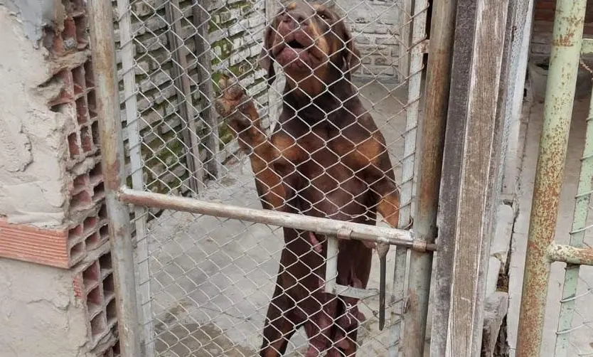 Allanamiento en Pilar: desarticulan banda que contrabandeaba perros de raza