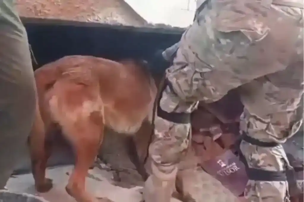 Venezuela: con ayuda de un perro de rescate argentino, salvaron a dos niños entre los escombros