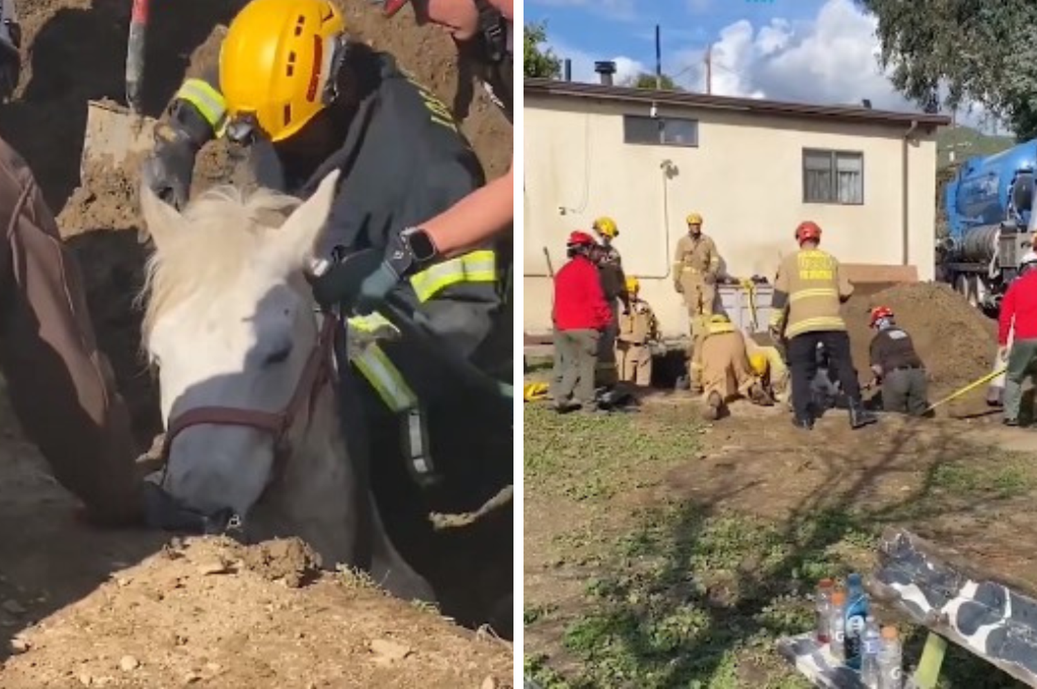 El rescate tomó al menos dos horas, pero el animal estuvo en el hoyo al menos cuatro.