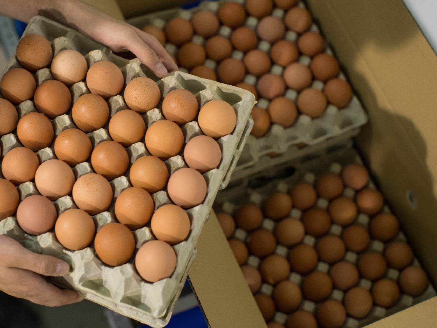 Argentina es el quinto consumidor de huevos en el mundo