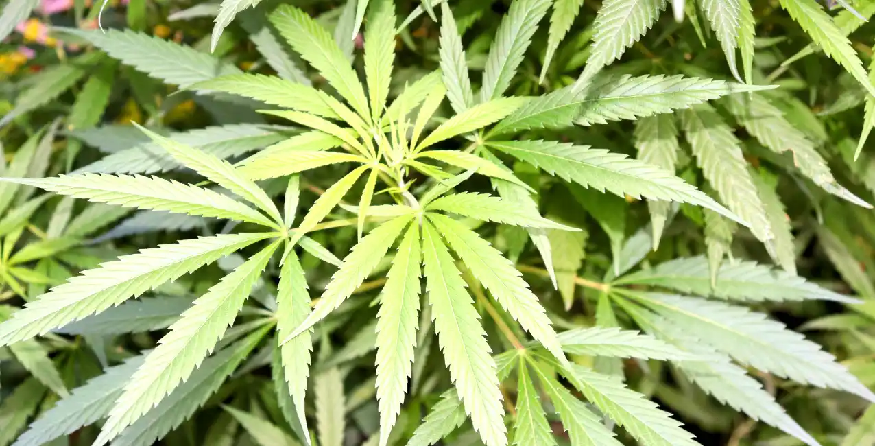 Día Internacional de la Marihuana: conocé su origen y por qué se celebra cada 20 de abril