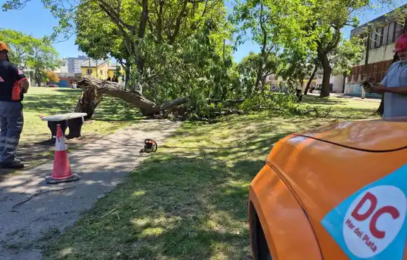 Temporal de viento en Mar del Plata: caída de árboles, postes de luz, cableado y autos rotos