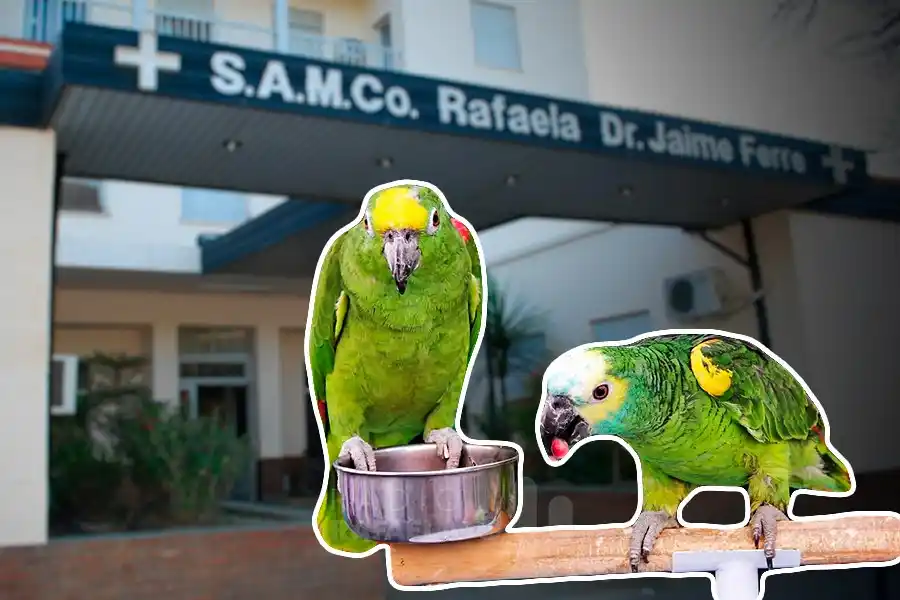 ¿Cómo se encuentran los pacientes internados en Rafaela por la "gripe del loro"?