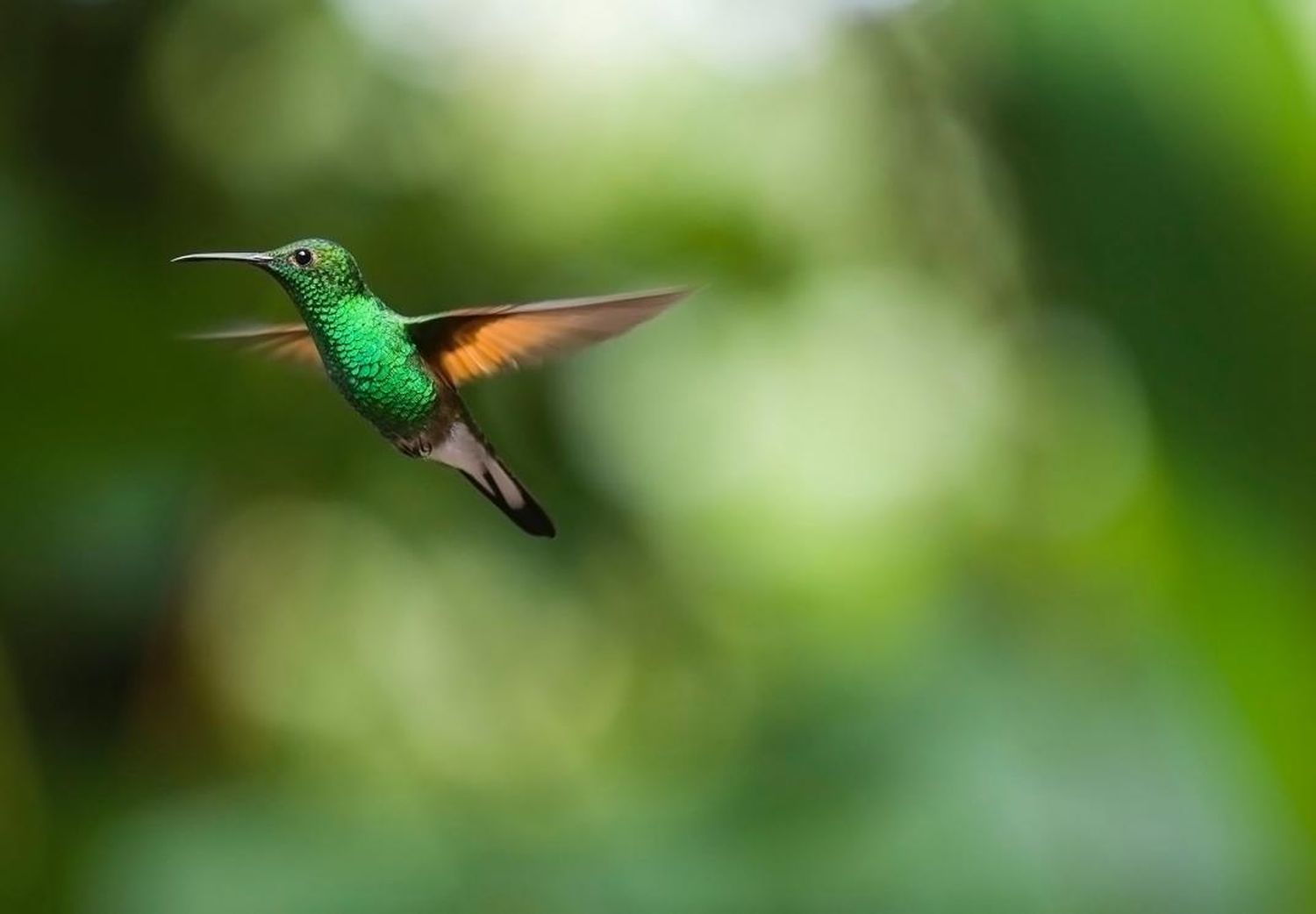 Registran el nacimiento de un colibrí