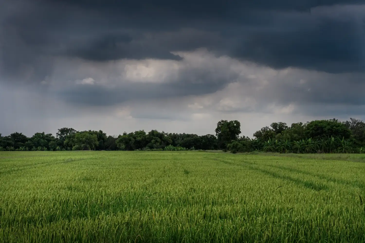 El Niño pone en alerta al campo: proyectan más lluvias y menos días aptos para sembrar y cosechar - 3