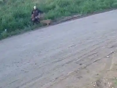 Sigue la preocupación por pitbulls peligrosos en barrio Palermo: “Queremos evitar que agarren a un nene”