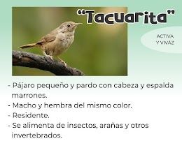 tacuarita