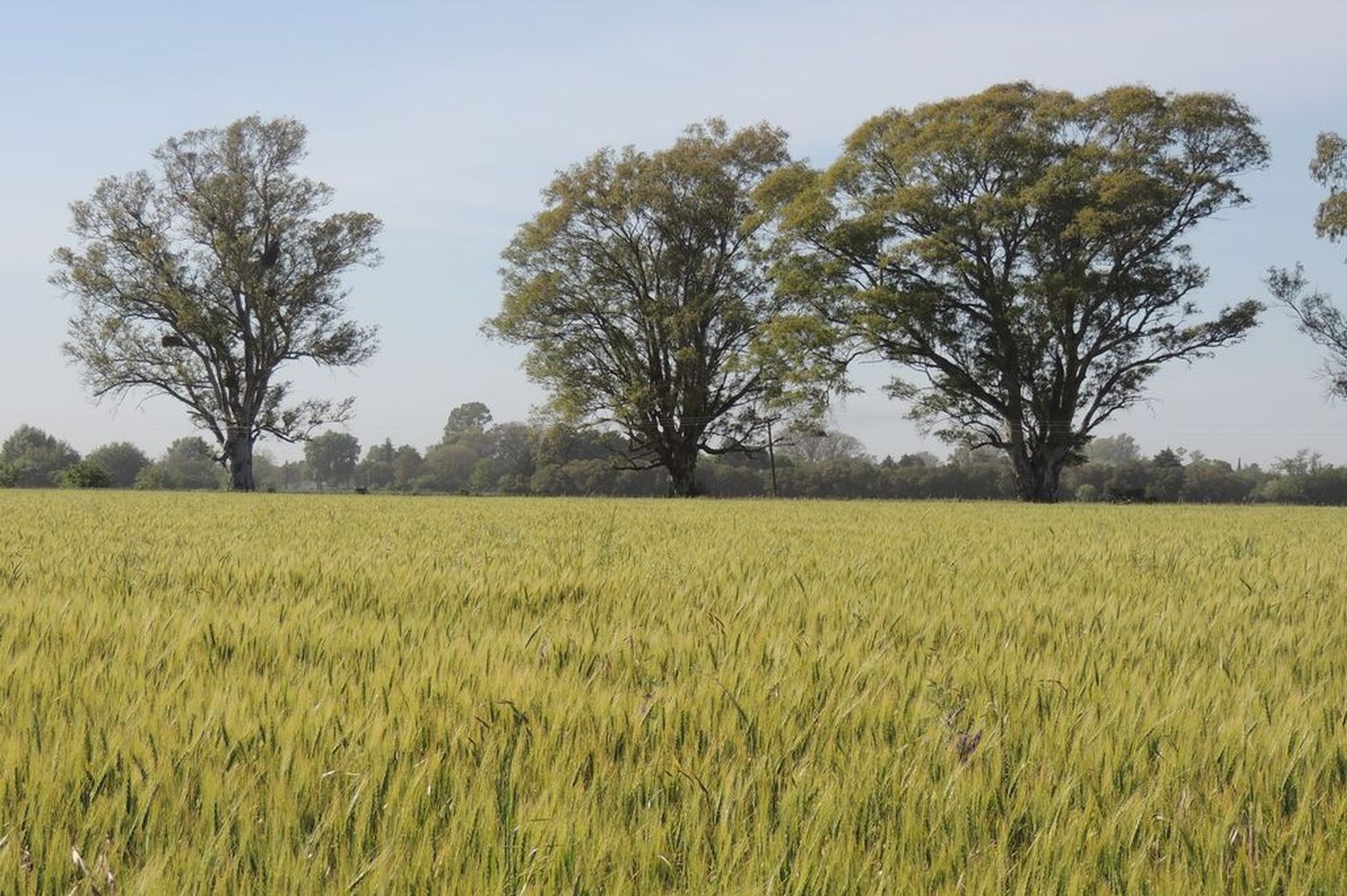 El Estado se queda con casi el 100% de la renta agrícola por los impuestos