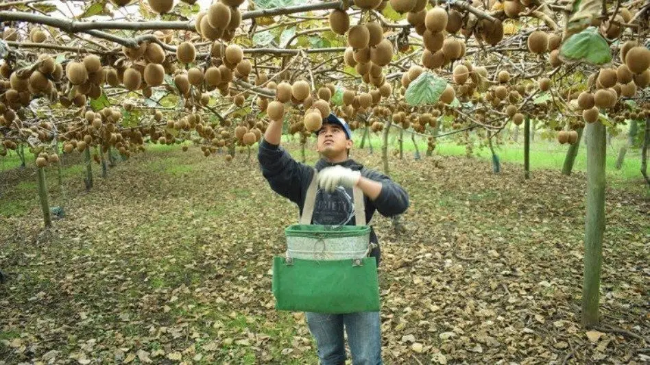 La producción de Kiwi del sudeste de Buenos Aires tendrá origen certificado para exportar a Europa