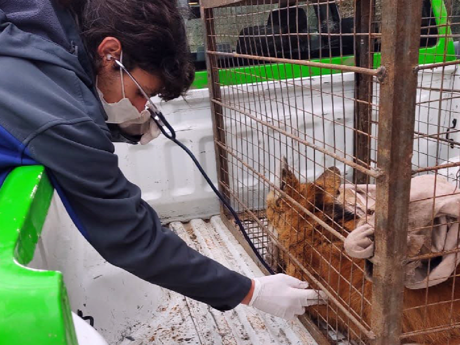 Falleció la aguará guazú rescatada en cercanías a Río Ceballos