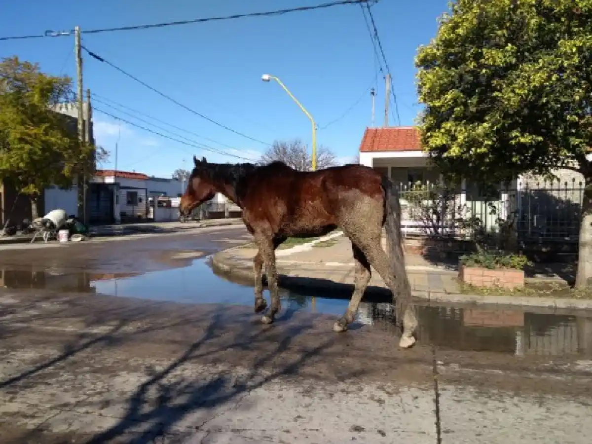 Aprobaron multas de hasta $5.400 por presencia  de animales sueltos