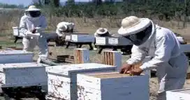 La provincia realiza capacitaciones para el sector apícola