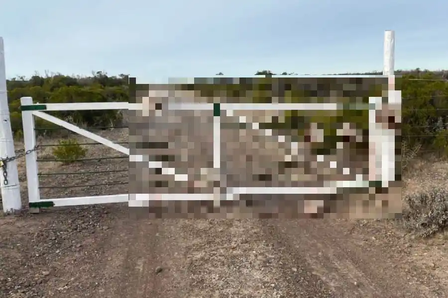 IMÁGENES SENSIBLES | Robaron ovejas, las degollaron y dejaron las cabezas colgadas en la tranquera