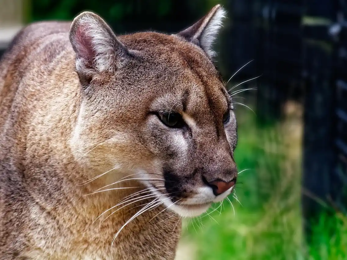 Un estudio documenta que por primera los pumas cazan más pingüinos en la Patagonia