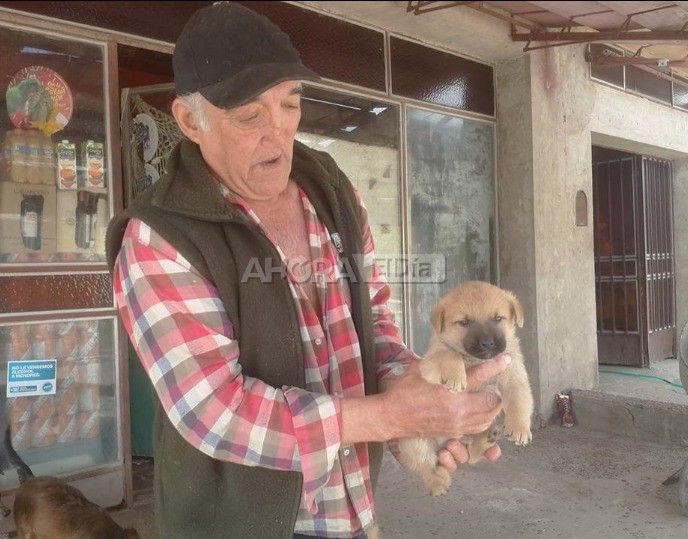Revelaron cómo murió el vecino que vivía con más de 50 perros