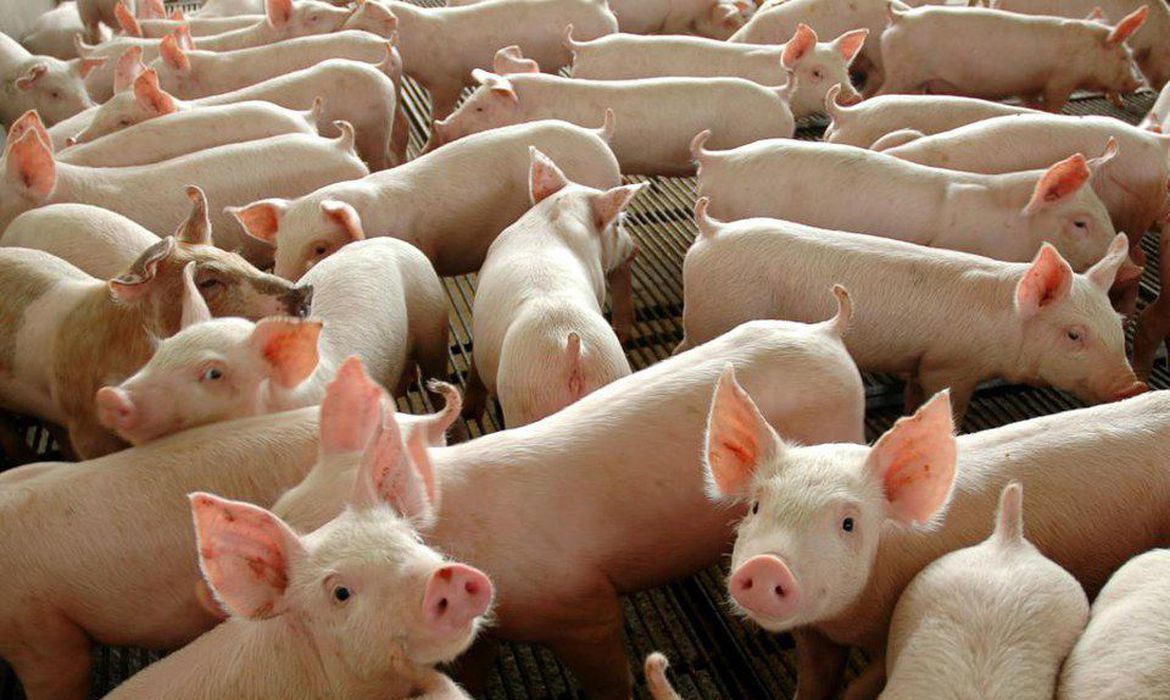Los precios de la carne de cerdo aumentaron por debajo de la inflación en los primeros meses de 2025
