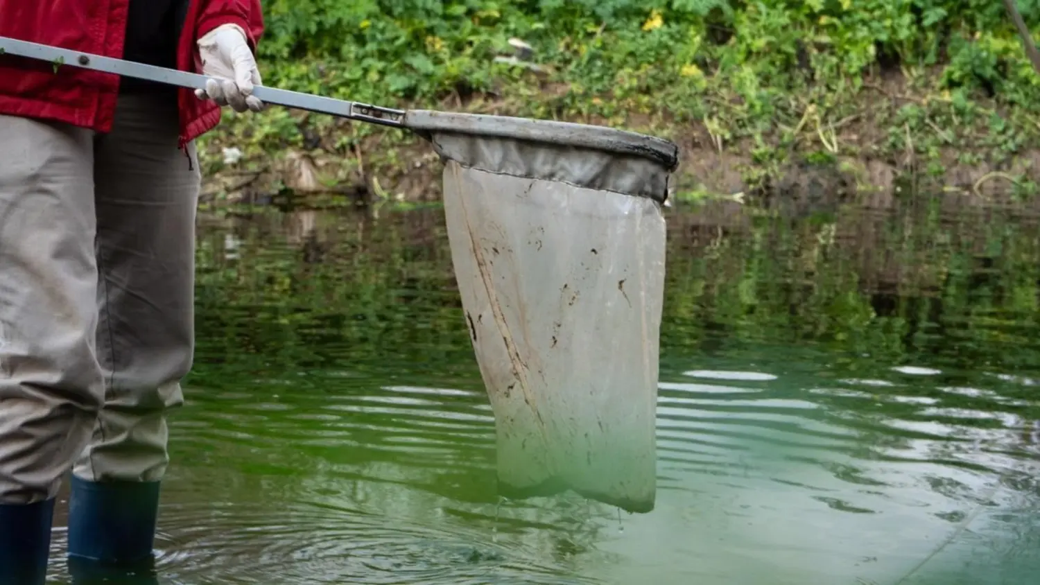 Muerte de peces en el río Carcarañá.