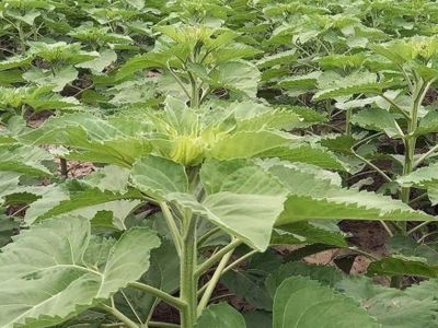 La producción de girasol 2025/26 podría ser la más alta en 26 años